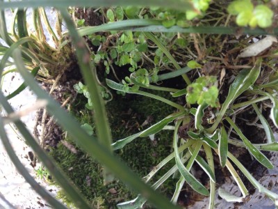 Terrarium Top View