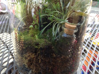 Terrarium Side