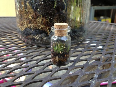 Mini Terrarium